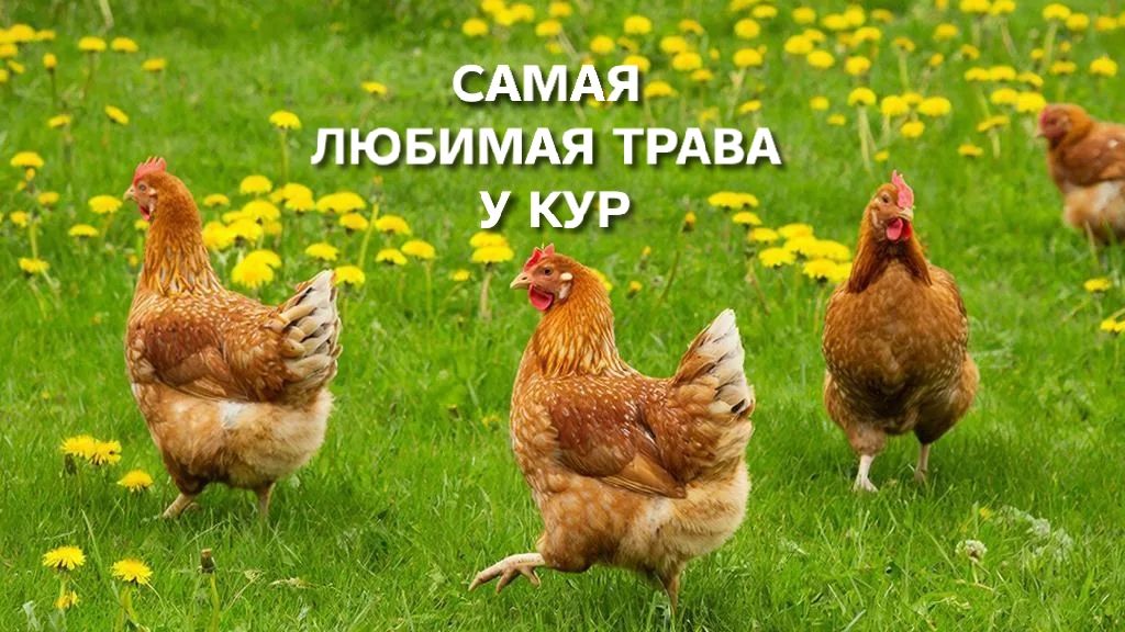 Жизнь в деревне Самая любимая трава у кур-несушек