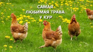 Жизнь в деревне Самая любимая трава у кур-несушек