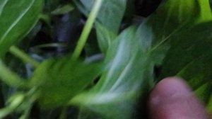 Мое терпение закончилось. Перцы и помидоры отправляю в теплицу.