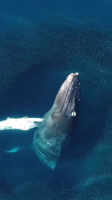 Царь океанов🐋