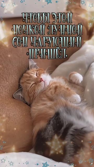 Доброй ночи! 😺