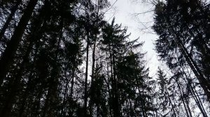 #ах этот шикарный лес