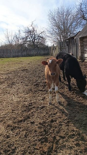 коровки кто остался