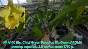 № А140 Rlc. Chief Green Paradise Big Green АРОМА размер горшкам 3,0 дюйма