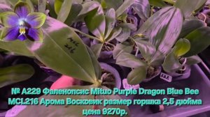 № А229 Фаленопсис Mituo Purple Dragon Blue Bee MCL216 Арома Восковик размер горшка 2,5 дюйма