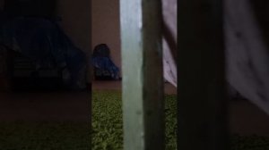 аленький цветочек.