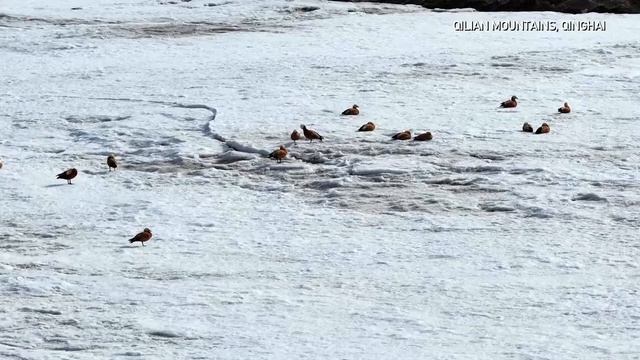 🐦Природа оживает: редкие птицы возвращаются в Цинхай