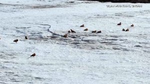 🐦Природа оживает: редкие птицы возвращаются в Цинхай