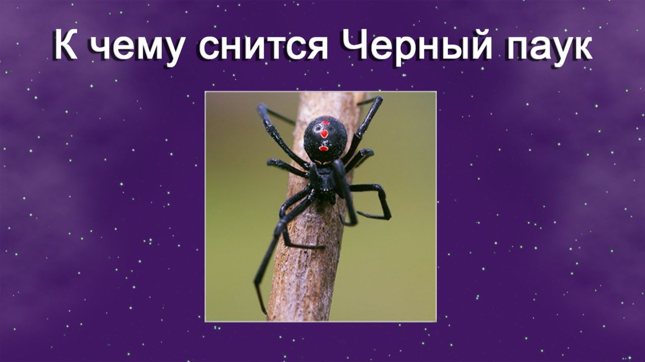 К чему снится Чёрный паук - толкование сна