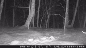 Обновление солонца и проверка фотоловушки.