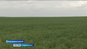 На Ставрополье аграрии приступили к химпрополке озимых