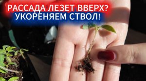 Как остановить вытягивание рассады томатов  - поможет  укоренение стебля! Подкормка рассады.