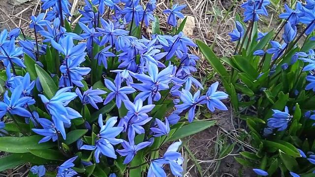 Голубая пролеска: когда рассаживать мелколуковичные цветы