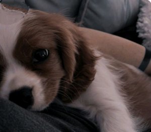 трансляция🎀🌹