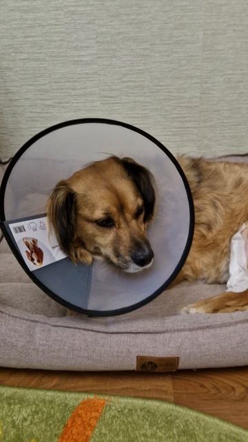 Лютику,  сделали операцию.