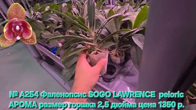 № А254 Фаленопсис SOGO LAWRENCE  peloric АРОМА размер горшка 2,5 дюйма