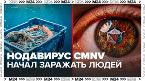 Поражавший морских животных нодавирус CMNV начал заражать людей - Москва 24