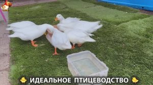 Идеальное птицеводство достойно восхищения 🐓🦆🦢🦚🦃🐔 эпизод (486)