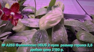 № А253 Фаленопсис DEUS 2-eyes  размер горшка 2,5 дюйма
