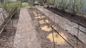 Что я делаю, чтобы было меньше сорняков