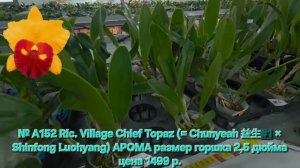 № А152 Rlc. Village Chief Topaz (= Chunyeah 益生#1 × Shinfong Luohyang) АРОМА размер горшка 2,5 дюйма