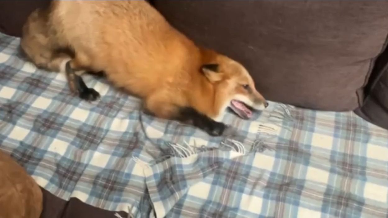 Лиса-Алиса. Любимый диван лисы