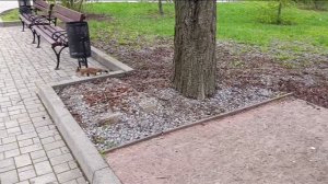 Белки в парке Щербакова. "Их тут, как кошек!" - реакция проходившего мимо парня. 15.04.2026.