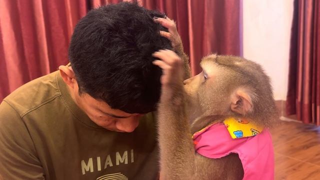 No Talking Monkey ASMR | Груминг обезьянки