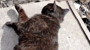 Куда пропала Калужница Альба? Апрель 2026