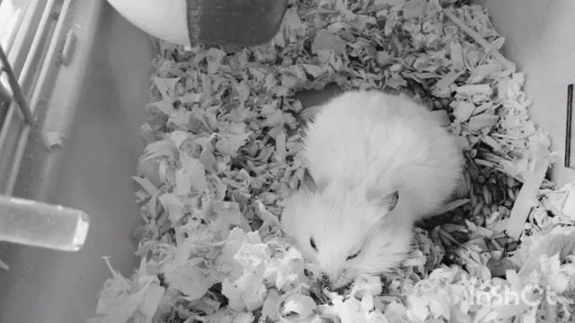 Прощай Кузя.😭❤️🌈