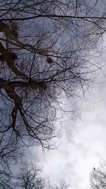 Гнёзда, гнёзда

#апрель #весна  #наверх #прогулка #гнезда #город #природа #небо #деревья #день #весн