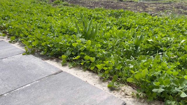 ЖИЗНЬ В СВОЕМ ДОМЕ  ЗАВЕЛИ ОГОРОД  ОДИН ДЕНЬ ИЗ ЖИЗНИ  ВЛОГ