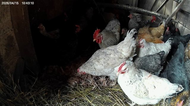 Кормлю курочек . Снег тает. А работа нет.