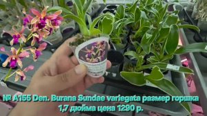 № А155 Den. Burana Sundae variegata размер горшка 1,7 дюйма