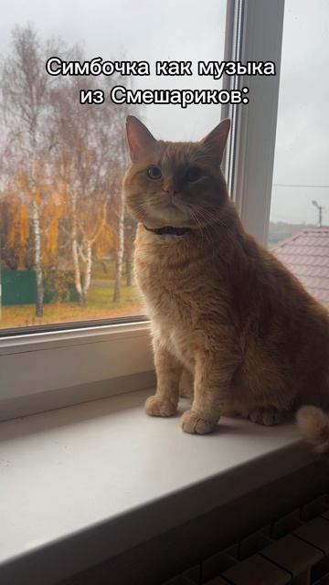 Симба был бы идеальным смешариком 😂