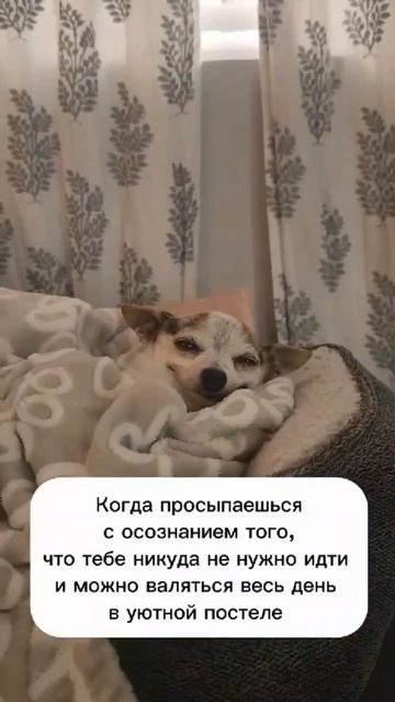 #юмор #прикол #смех #пес