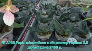 № А168 Paph. micranthum х sib размер горшка 2,5 дюйма