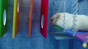 Хомячок сбегает из опасного огненного лабиринта! часть 3