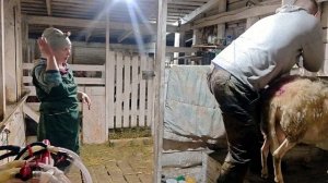 ДОЕНИЕ ОВЕЦ НА АППАРАТЕ!