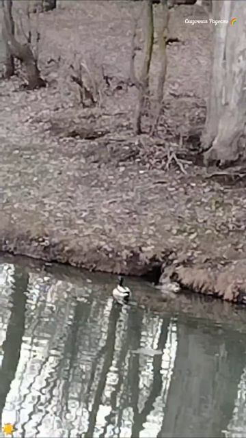 #мояпрогулка #весна2026год #прудсемхоз #солнечный #саратов #обзор #событиедня #23марта2026год