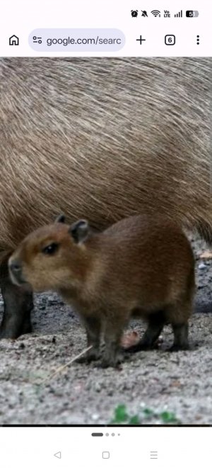 распаковка лабубу (не ориг)