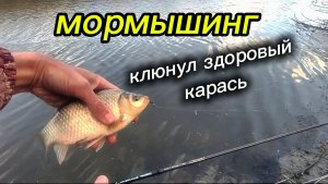 Карась на мормо, судаки плавают под ногами