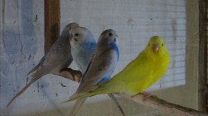 Попугаи. 80% пар начали размножатся.