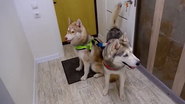 Бублик влюбился в белую волчицу!!! 🤭