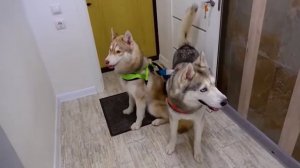 Бублик влюбился в белую волчицу!!! 🤭