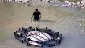 Самый практичный метод рыбалки / 100-килограммовая рыба