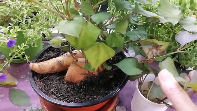 Как черенковать батат? Выращивание в Сибири