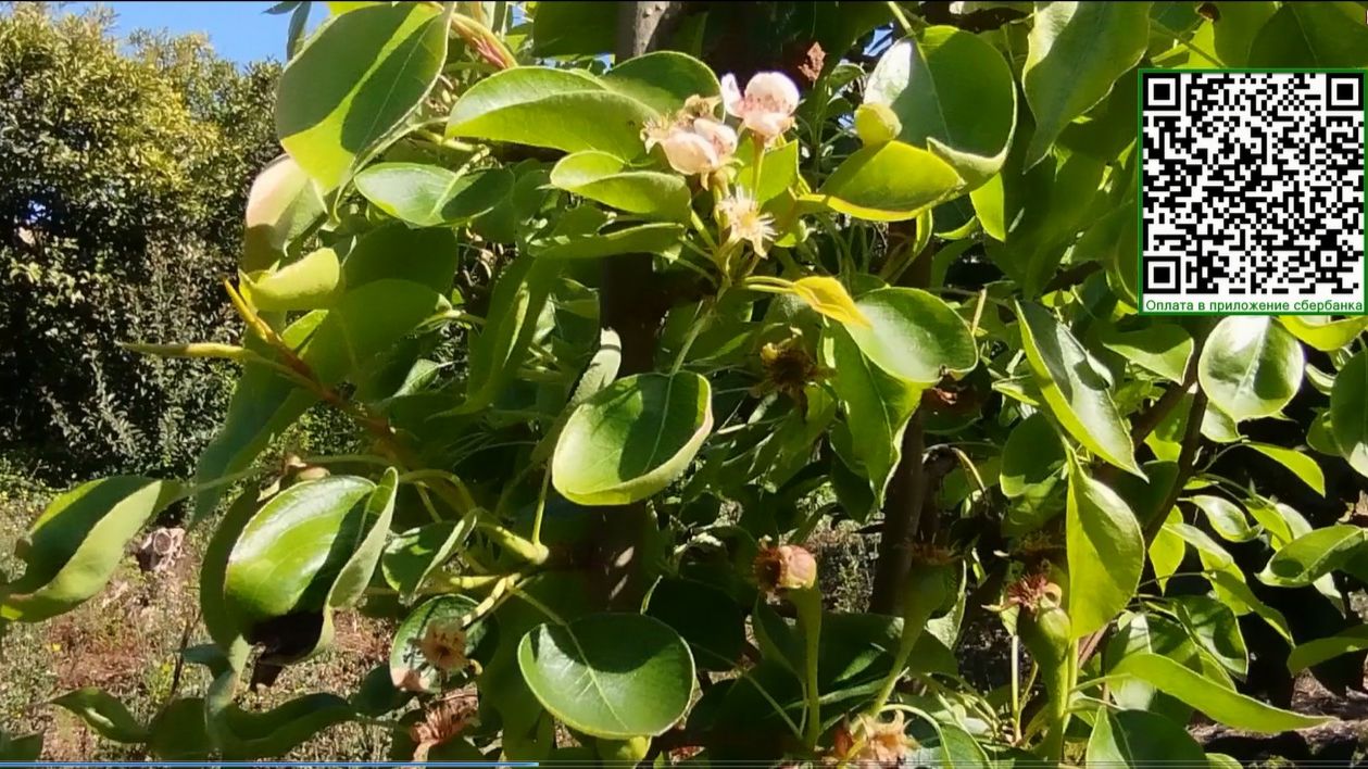 Весна наступила в саду Абхазии