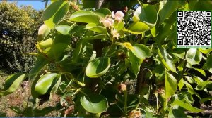 Весна наступила в саду Абхазии