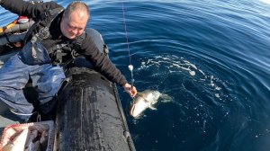 Охота на треску в Баренцевом море